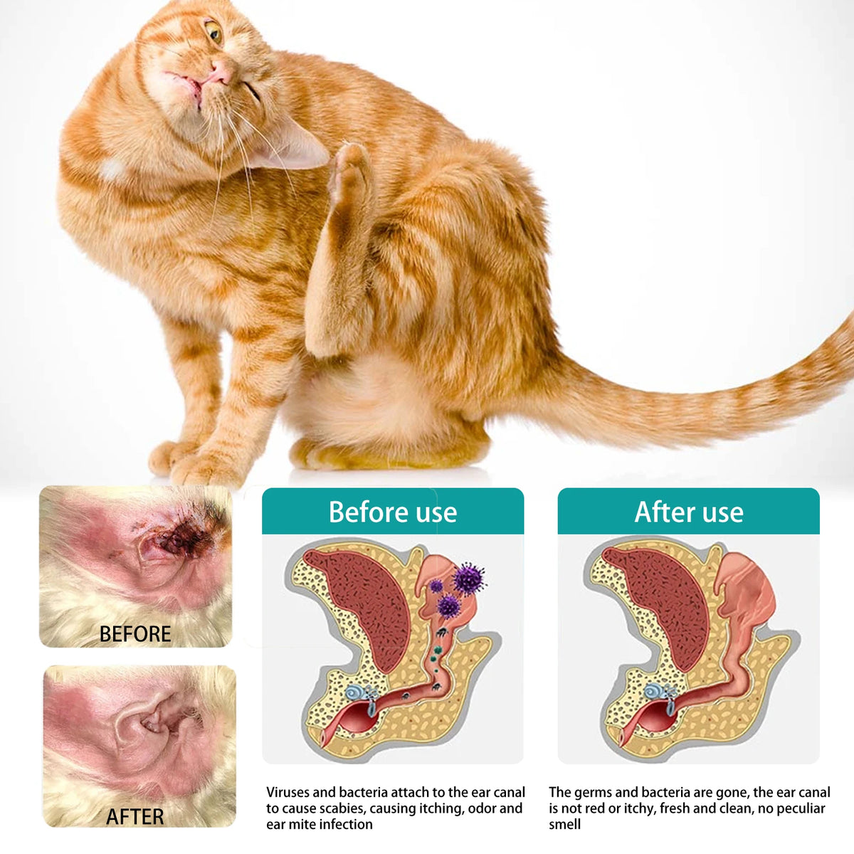 Gato atigrado naranja esponjoso junto a imágenes de antes y después para demostrar el uso de limpieza suave de ojos y orejas 