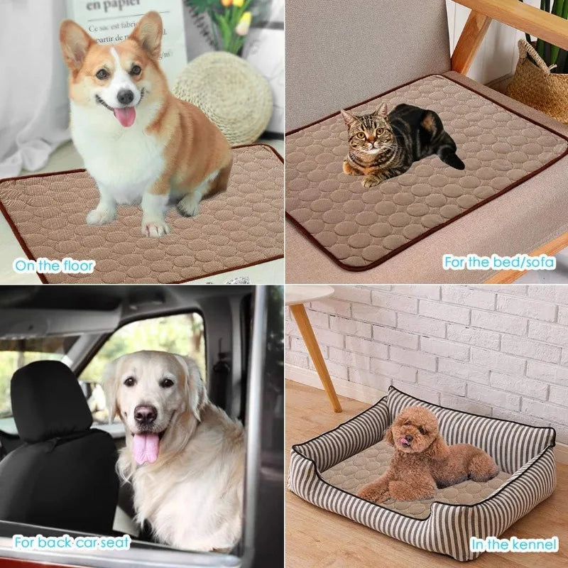 A dog is lying on a beige mat, a cat is resting on a brown mat, and a dog is in a pet carrier.