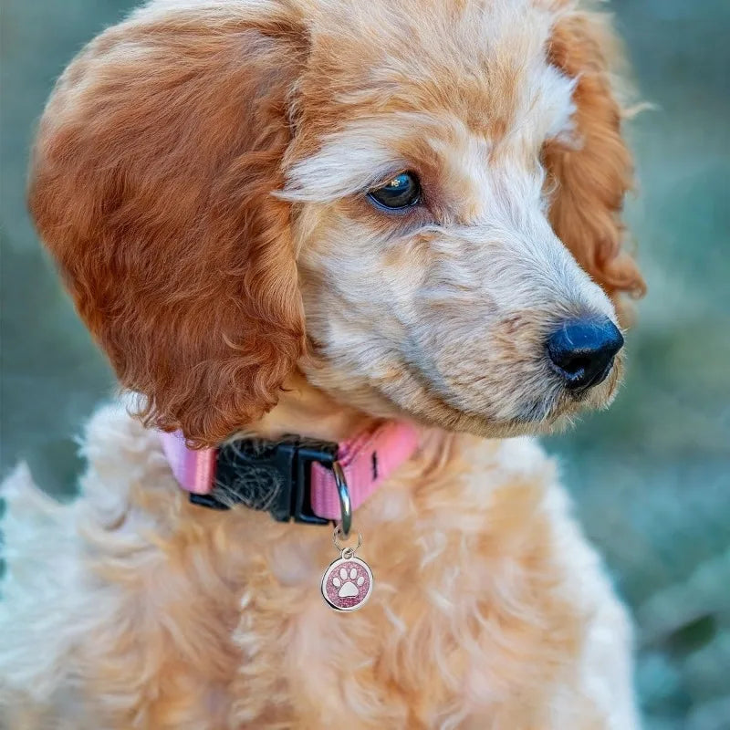 A light golden retriever dog looking to the side wearing a pink collar with a personalized paw print ID tag.