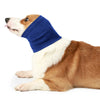 A light brown and white dog is wearing a royal blue pet anxiety relief ear and neck muff.