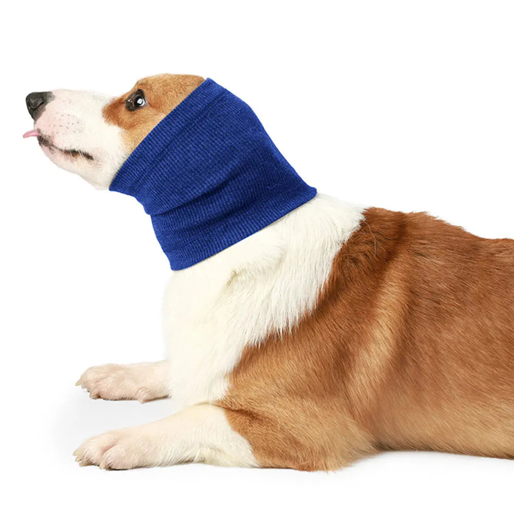 A light brown and white dog is wearing a royal blue pet anxiety relief ear and neck muff.