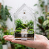 Eine Hand hält ein durchsichtiges Glasterrarium in Hausform mit Moos und kleinen Pflanzen.
