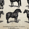 Vintage Farm Animals Poster Print - Chicken, Pig, Sheep and Horse