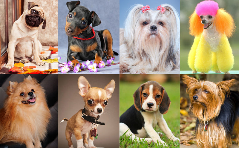 Dog Training Clicker with Adjustable Wrist Strap