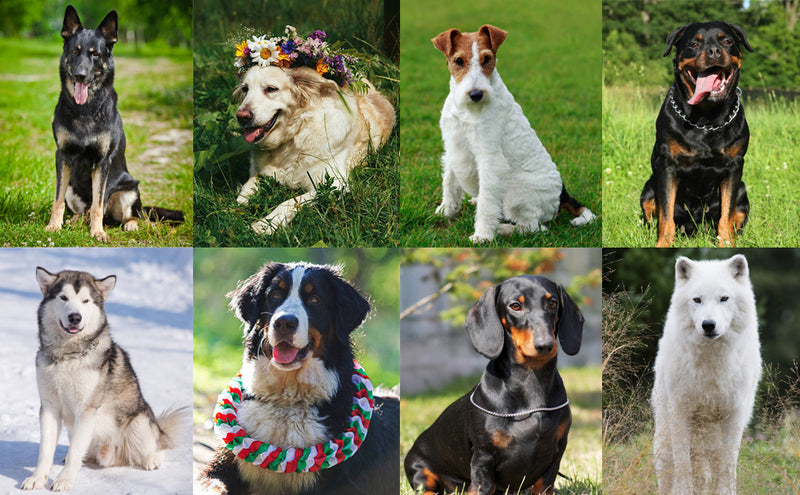 Dog Training Clicker with Adjustable Wrist Strap