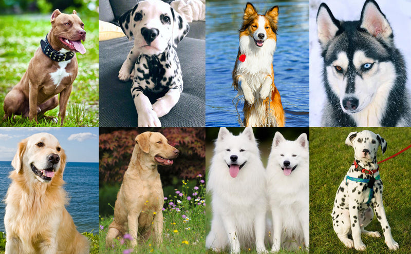 Dog Training Clicker with Adjustable Wrist Strap